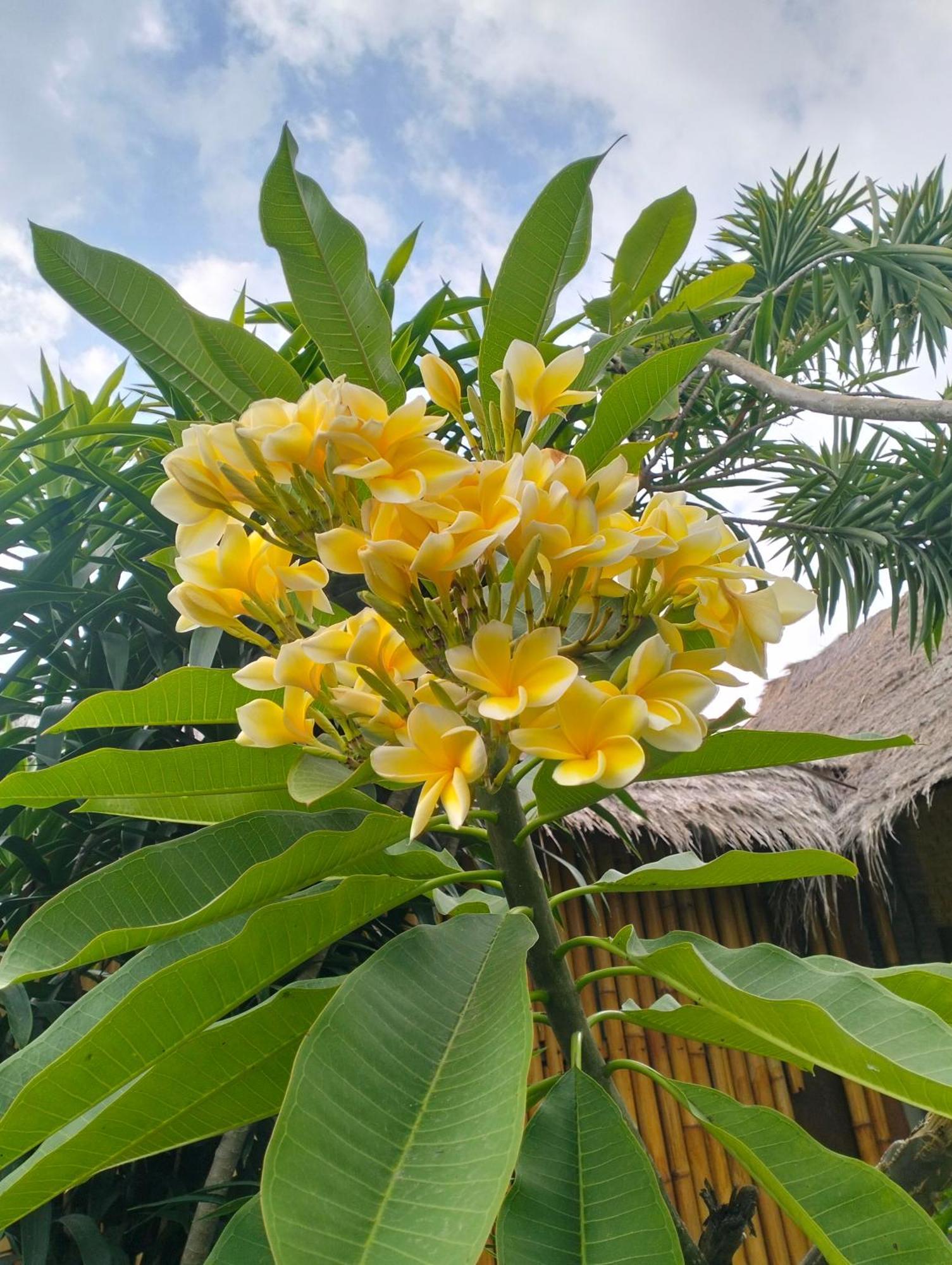 Tangga Bungalows Gili Air Ngoại thất bức ảnh